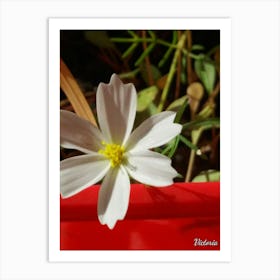 White Flower Art Print