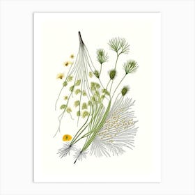 Fennel Seeds Spices And Herbs Pencil Illustration 4 Art Print