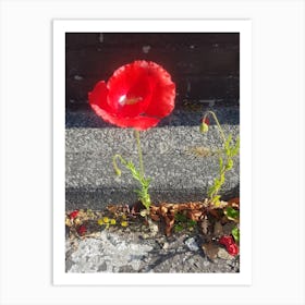 The lone poppy Art Print