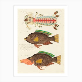 Colourful And Surreal Illustrations Of Fishes Found In Moluccas (Indonesia) And The East Indies, Louis Renard(55) Art Print