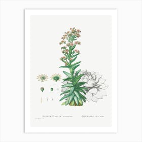 Sempervivum Tectorum, Pierre Joseph Redoute Art Print