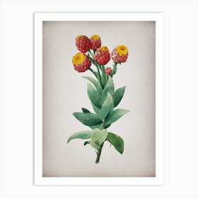 Vintage Cudweeds Botanical on Parchment n.0498 Art Print