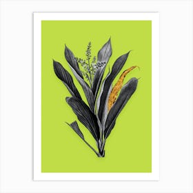 Vintage Cordyline Fruticosa Black and White Gold Leaf Floral Art on Chartreuse n.0816 Art Print