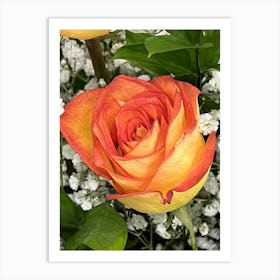 Orange Roses Art Print