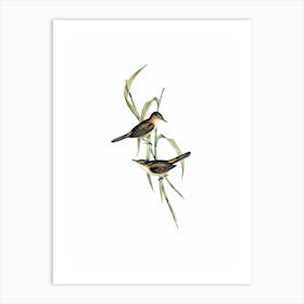 Vintage Long Billed Reed Warbler Bird Illustration on Pure White n.0193 Art Print