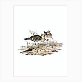 Vintage Black Tailed Godwit Bird Illustration on Pure White n.0274 Art Print