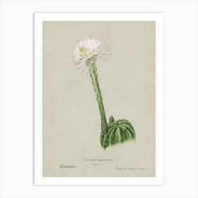 Hedgehog Cactus, Familie Der Cacteen Art Print