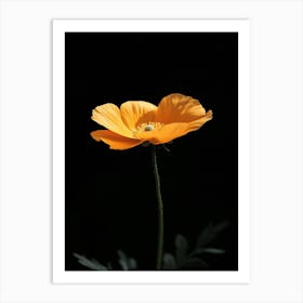 Single Poppy Flower 1 Art Print