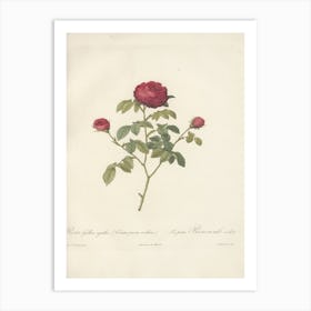 Rose Illustration, Pierre Joseph Redoute (19) Art Print