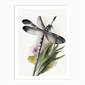 Black Saddlebags Dragonfly Watercolour Ink Pencil 1 Art Print