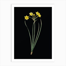 Vintage Rush Daffodil Botanical Illustration on Solid Black n.0118 Art Print