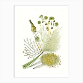 Fennel Seeds Spices And Herbs Pencil Illustration 5 Art Print