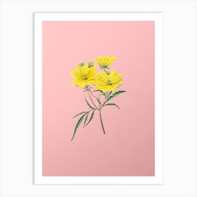 Vintage Golden Coreopsis Flower Botanical on Soft Pink n.0832 Art Print