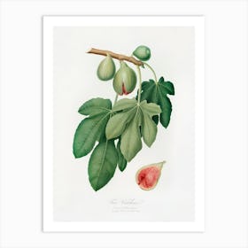 Fig (Ficus Carica) From Pomona Italiana (1817 - 1839), Giorgio Gallesio Art Print