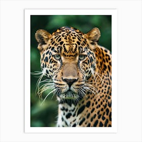 Jaguar 1 Art Print