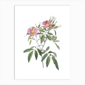 Vintage Pink Swamp Roses Botanical Illustration on Pure White n.0526 Art Print