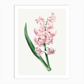 Pink Hyacinth, Pierre Joseph Redouté Art Print