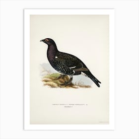 Hybrid Between Black Grouse And Western Capercaillie, The Von Wright Brothers Art Print