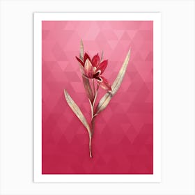 Vintage Tulipa Oculus Colis Botanical in Gold on Viva Magenta n.0461 Art Print