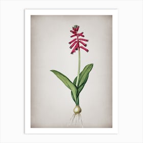 Vintage Lachenalia Pendula Botanical on Parchment n.0061 Art Print