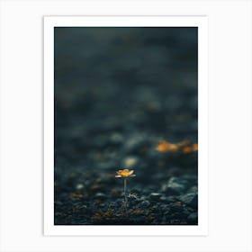 Flower In The Sand 2 Art Print