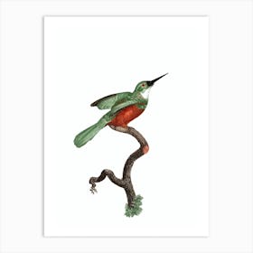 Vintage Green Tailed Jacamar Male Bird Illustration on Pure White Art Print