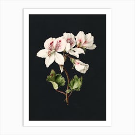 Geranium 1 Art Print