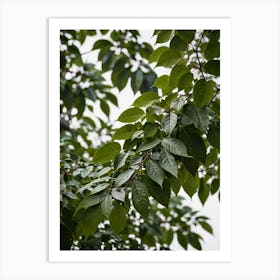 Green Leaves On A Tree Art Print