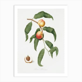 Peach (Persica Alberges) From Pomona Italiana (1817 1839), Giorgio Gallesio Art Print