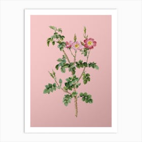 Vintage Prickly Sweetbriar Rose Botanical on Soft Pink n.0695 Art Print