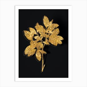 Vintage Eastern Leatherwood Botanical in Gold on Black n.0333 Art Print