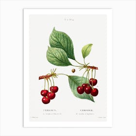 Cherry, Pierre Joseph Redoute Art Print