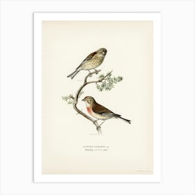 Common Linnet (Acanthis Cannabina), The Von Wright Brothers Art Print