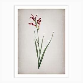 Vintage Gladiolus Cunonius Botanical on Parchment n.0183 Art Print