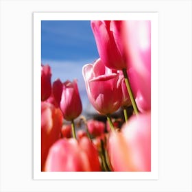 Pink Tulips 4 Art Print