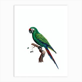 Vintage Military Macaw Bird Illustration on Pure White Art Print