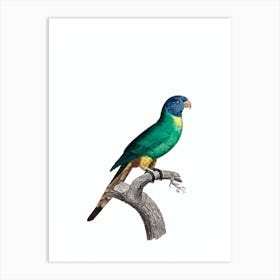 Vintage Blue Crowned Parakeet Bird Illustration on Pure White n.0004 Art Print