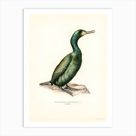 European Shag, The Von Wright Brothers Art Print