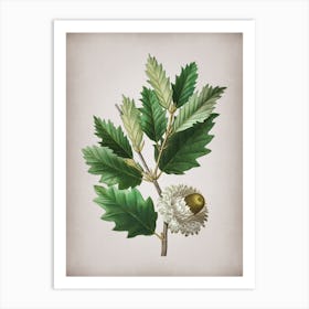 Vintage Valonia Oak Botanical on Parchment Art Print