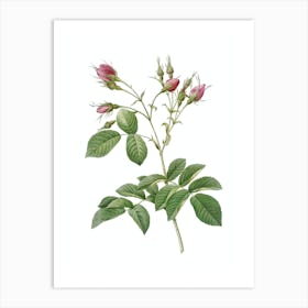 Vintage Crimson Evrat's Rose Botanical Illustration on Pure White n.0909 Art Print