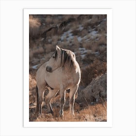 Grey Wild Horse Art Print