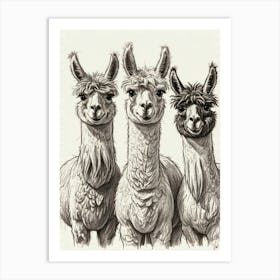 Three Alpacas Art Print
