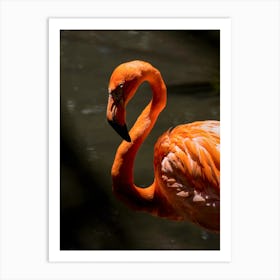 Wild Flamingo Art Print