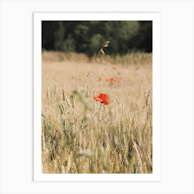 California Poppy Flower Art Print