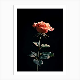 Single Rose On Black Background 28 Art Print