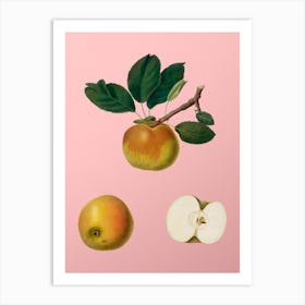 Vintage Apple Botanical on Soft Pink n.0116 Art Print