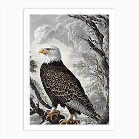 Bald Eagle Haeckel Style Vintage Illustration Bird Art Print