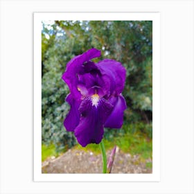 Purple Iris 20200126 50ppub Art Print