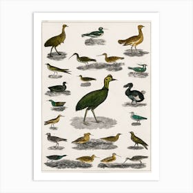 Collection Of Various Birds, Oliver Goldsmith      Art Print