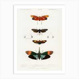 Collection Of Moths, Charles Dessalines D'Orbigny Art Print